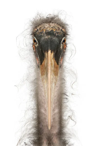 Portrait of Marabou Stork, Leptoptilos crumeniferus, 1 year old, in front of white background — Stock Photo, Image