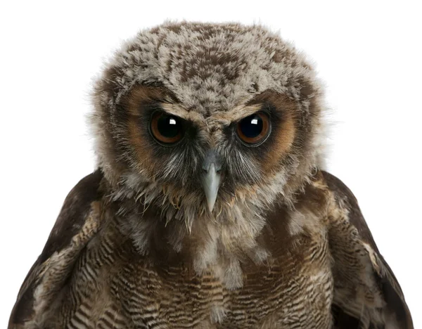 Portrait of Brown Wood Owl, Strix leptogrammica, in front of white background — Stock Photo, Image