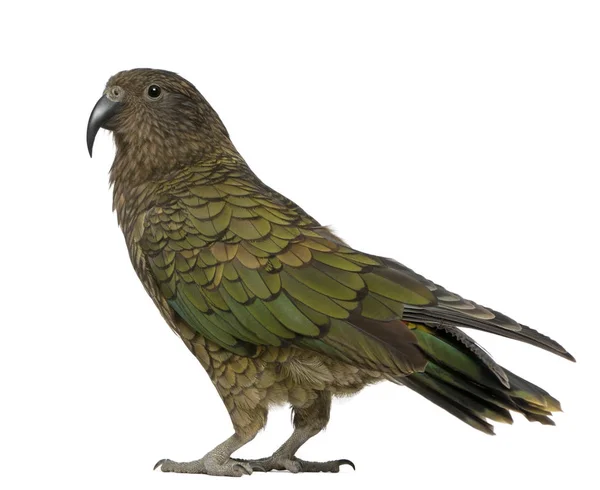 Kea, Nestor notabilis, un perroquet, debout devant fond blanc — Photo