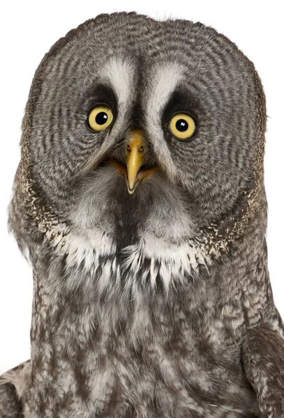 Retrato de Búho Gris Grande o Búho Laponia, Strix nebulosa, un búho muy grande, delante de fondo blanco — Foto de Stock