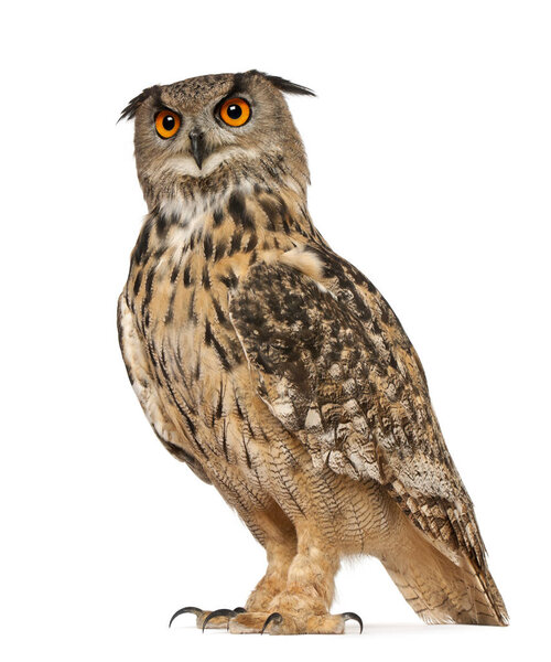 Retrato de Eurasian Eagle-Búho, Bubo bubo, una especie de búho águila, de pie frente al fondo blanco — Foto de Stock