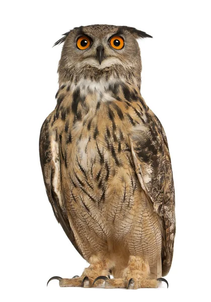 Portrét Výr velký bubo bubo, druhy eagle owl, stojící před bílým pozadím — Stock fotografie