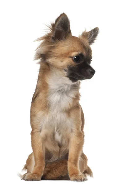 Chihuahua, 9 miesięcy, siedząc z przodu białe tło — Zdjęcie stockowe