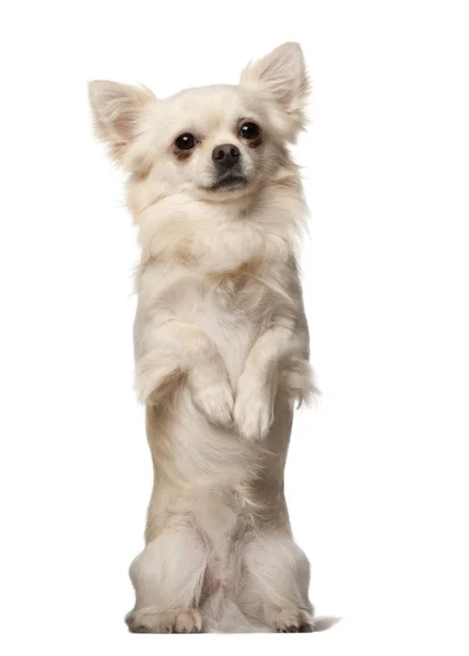 Chihuahua, de 18 meses de edad, sobre patas traseras delante de fondo blanco — Foto de Stock