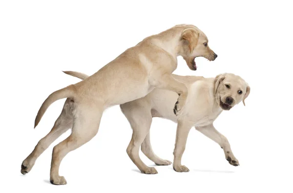 Young Labrador Retriever, 4 months old — Stock Photo, Image