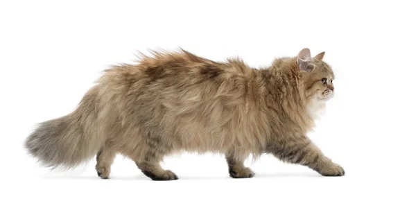 British Longhair cat, 4 months old, walking against white background — Stock Photo, Image