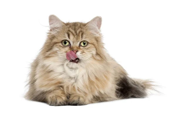 British Longhair cat, 4 months old, lying against white background — Stock Photo, Image