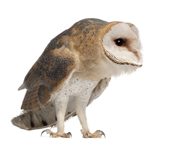 Barn owl, tyto alba, 4 maanden oud, permanent tegen witte achtergrond — Stockfoto