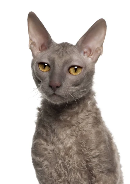 Portrait of Cornish Rex cat, 9 months old, in front of white background — Stock Photo, Image