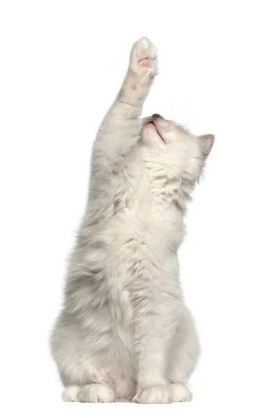 Birman cat, 6 months old, sitting in front of white background — Stock Photo, Image