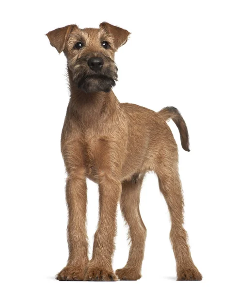 Irish Terrier filhote de cachorro, 12 semanas, de pé contra fundo branco — Fotografia de Stock