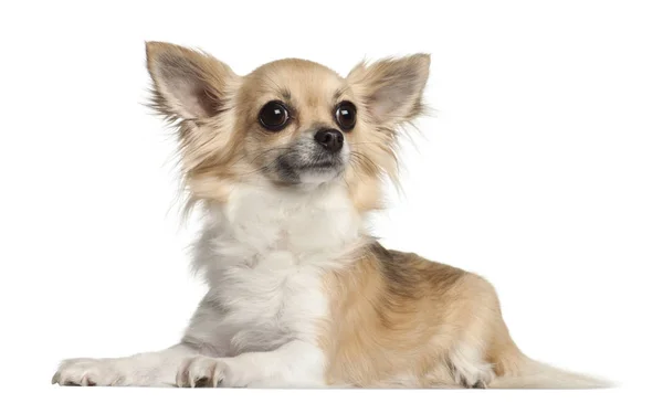 Chihuahua, 2 år gammal, ligger mot vit bakgrund — Stockfoto