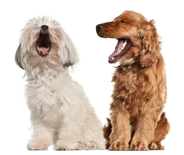 English cocker spaniel and Bolognese sitting against white background — Stock Photo, Image