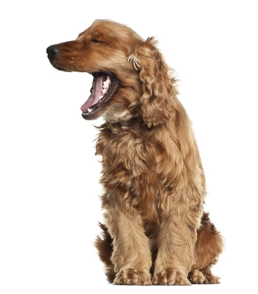 English Cocker Spaniel, 16 months old, sitting against white background — Stock Photo, Image