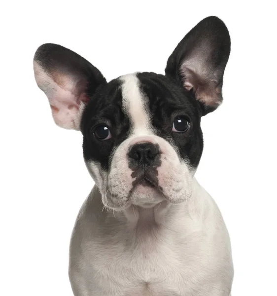 Cachorro Bulldog francés, 4 meses, sobre fondo blanco — Foto de Stock