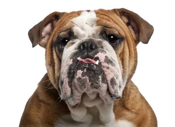 Bulldog inglese, 10 mesi, seduto su sfondo bianco — Foto Stock