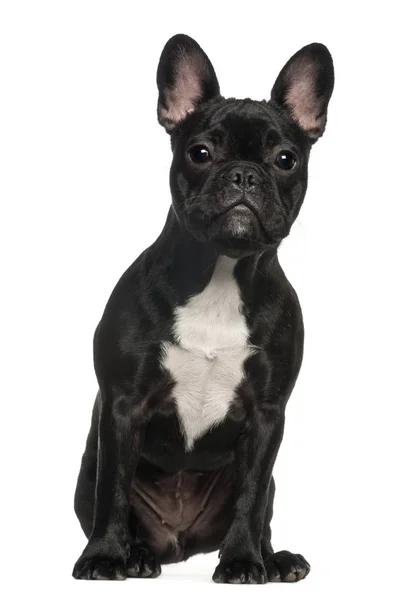 French Bulldog puppy, 6 months old, sitting against white background — Stock Photo, Image