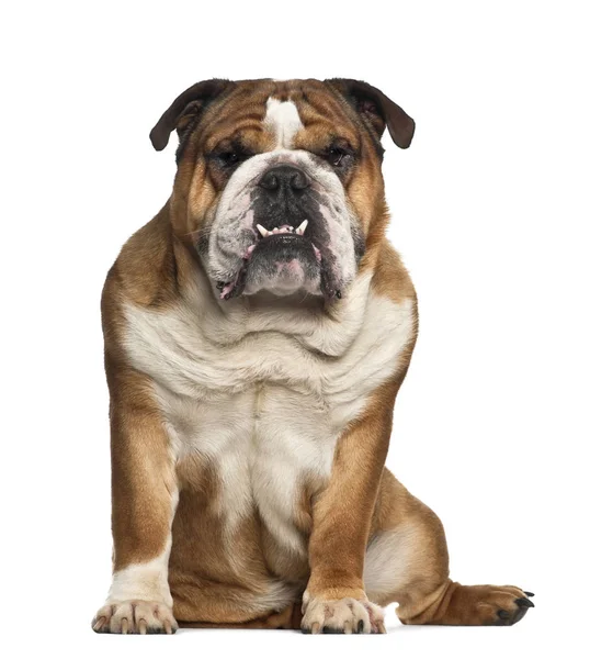 Engels bulldog, 6 jaar oud, zittend tegen witte achtergrond — Stockfoto