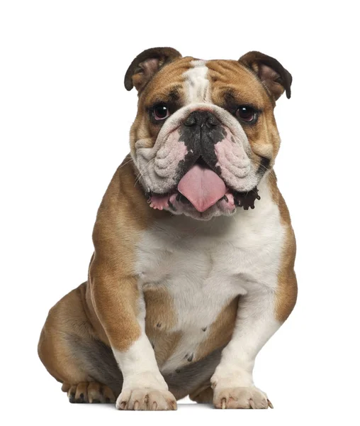 Engels Bulldog, 5 jaar oud, zittend tegen een witte achtergrond — Stockfoto