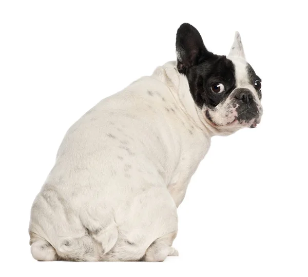 Französische Bulldogge, 5 Jahre alt, sitzend vor weißem Hintergrund — Stockfoto