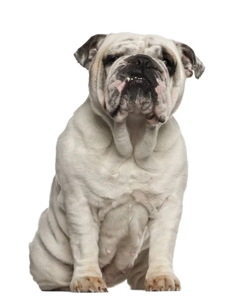 Engels Bulldog, 2 jaar oud, zittend tegen een witte achtergrond — Stockfoto