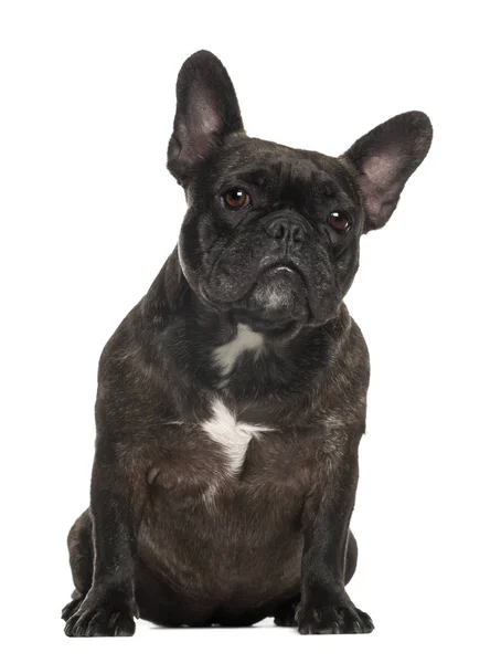 Französische Bulldogge sitzt vor weißem Hintergrund — Stockfoto