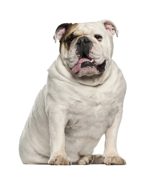 Bulldog inglés, 6 años, sentado sobre fondo blanco — Foto de Stock