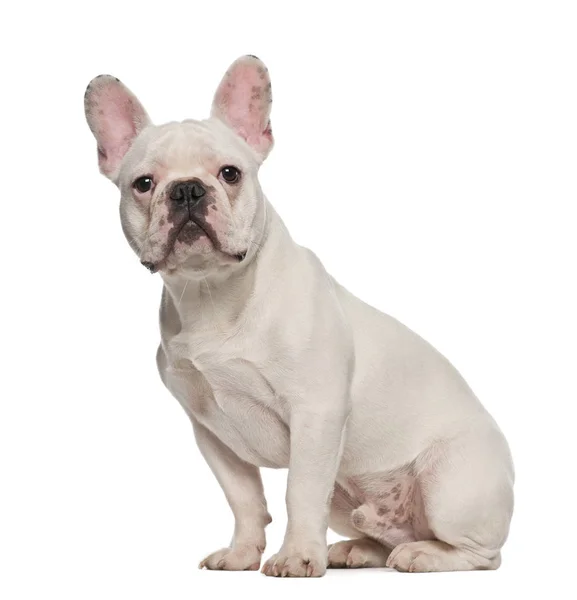 Franse bulldog, 7 maanden oud, zittend tegen witte achtergrond — Stockfoto