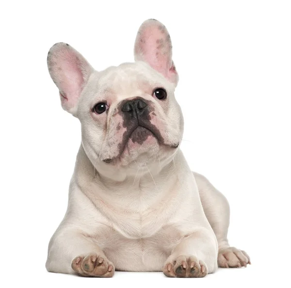 Französische Bulldogge, 7 Monate alt, vor weißem Hintergrund liegend — Stockfoto