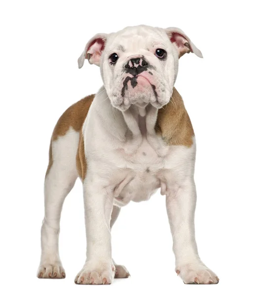 Englische Bulldogge Welpe, 4 Monate alt, steht vor weißem Hintergrund — Stockfoto