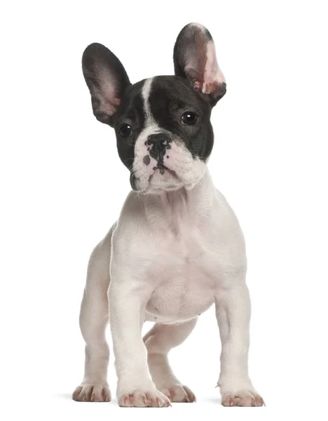 Fransız Bulldog köpek yavrusu, 10 hafta yaşlı, beyaz arka planı ayakta — Stok fotoğraf