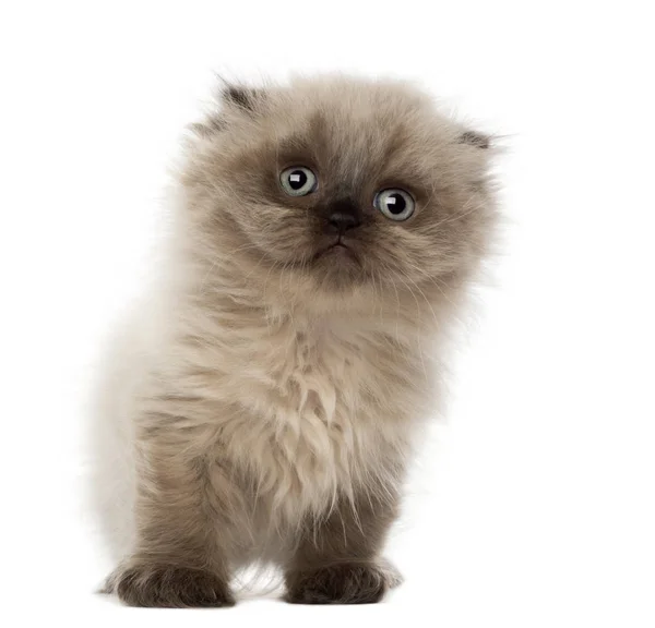 Retrato de Highland pliegue gatito, 5 semanas de edad, sobre fondo blanco — Foto de Stock