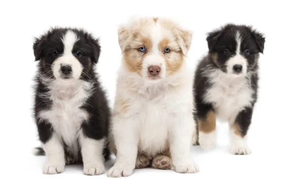 Three Australian Shepherd puppies, 6 weeks old, sitting and portrait against white background — Stock Photo, Image