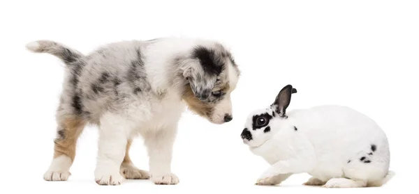Pastore australiano cucciolo giocare e guardando un coniglio dalmata, sullo sfondo bianco — Foto Stock