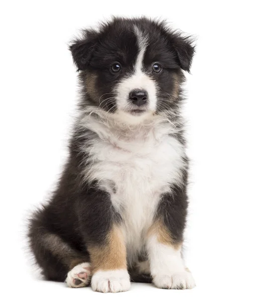 Australian Shepherd puppy duduk dan memandang jauh terhadap latar belakang putih — Stok Foto