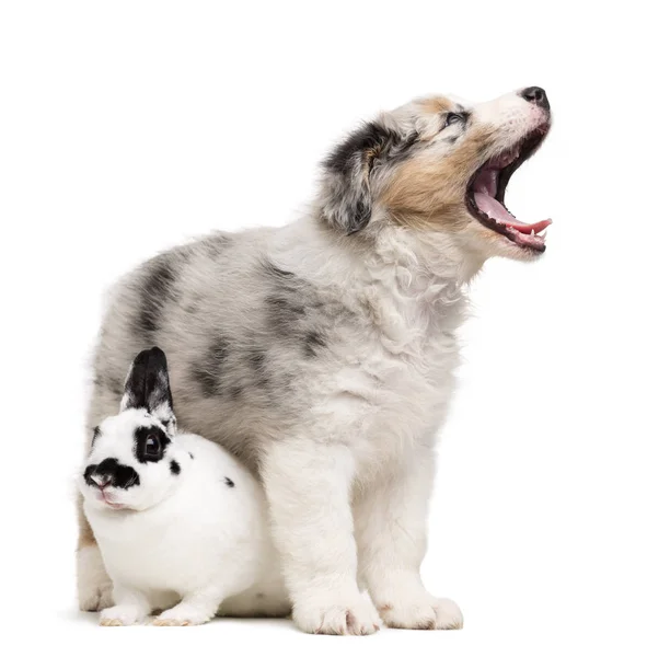 Dalmatian Rabbit sitting under an Australian Shepherd yawning against white background — Stock Photo, Image