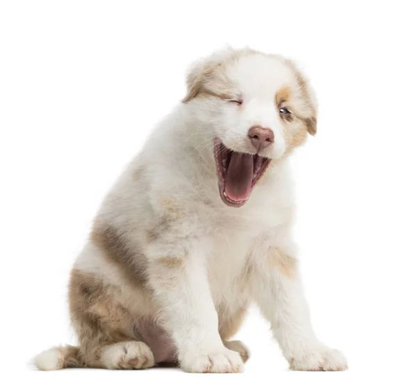 Pastore Australiano cucciolo, 8 settimane, seduto e sbadigliare su sfondo bianco — Foto Stock