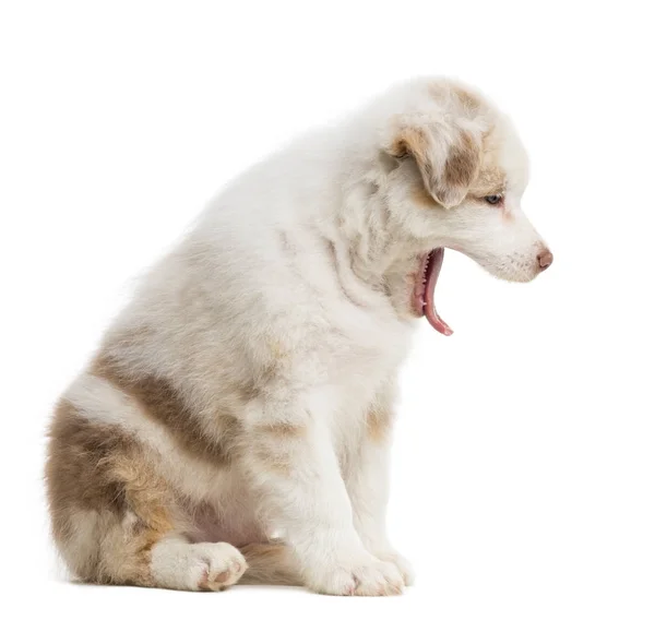 Vista lateral de um cachorro pastor australiano, 8 semanas, sentado e bocejando contra fundo branco — Fotografia de Stock