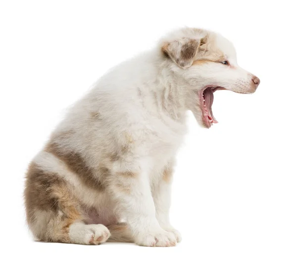 Side view of an Australian Shepherd puppy, 8 weeks old, sitting and yawning against white background — Stock Photo, Image