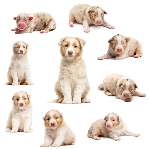 Evolutie van een Australian shepherd pup, 1 dagen tot 2 maanden oud, tegen de witte achtergrond — Stockfoto