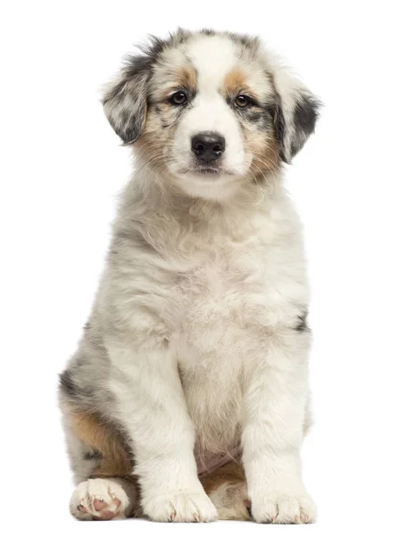 Australian Shepherd pup, 8 weken oud, vergadering en portret tegen witte achtergrond — Stockfoto
