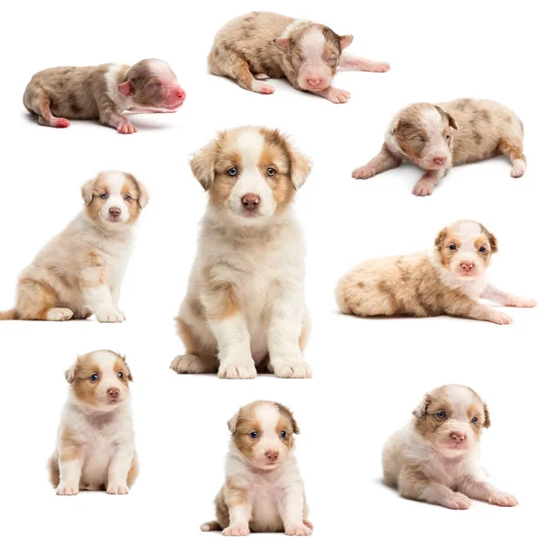 Ewolucja Owczarek australijski puppy, 1 dni do 2 miesięcy, białym tle — Zdjęcie stockowe