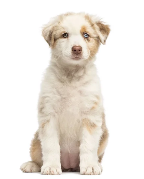 Cãozinho pastor australiano, 8 semanas, sentado e retrato contra fundo branco — Fotografia de Stock