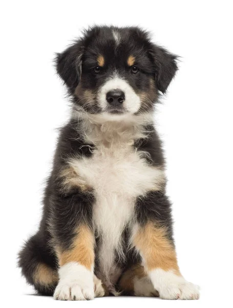 Câine ciobănesc australian, 8 săptămâni, așezat și portret pe fundal alb — Fotografie, imagine de stoc