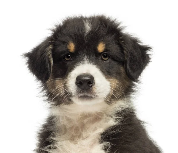Primo piano di un cucciolo di pastore australiano, 2 mesi, guardando — Foto Stock