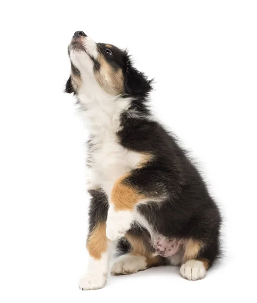 Australian Shepherd puppy, 2 months old, sitting and looking up — Stock Photo, Image