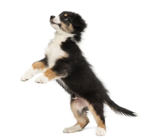 Australian Shepherd puppy, 2 months old, standing on hind legs a — Stock Photo, Image