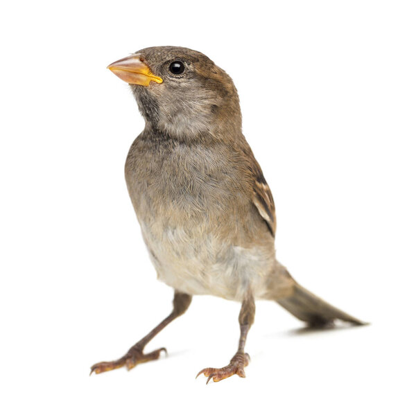 Воробей изолирован на белом
