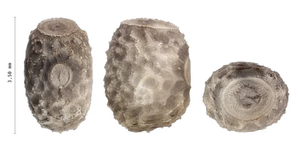 Uovo di insetti bastone - Pseudophasma rufipes — Foto Stock