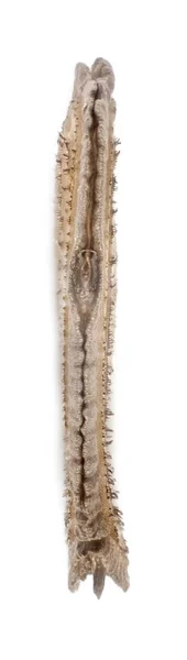 Ei van stick insecten - Necrosciinae sp. — Stockfoto